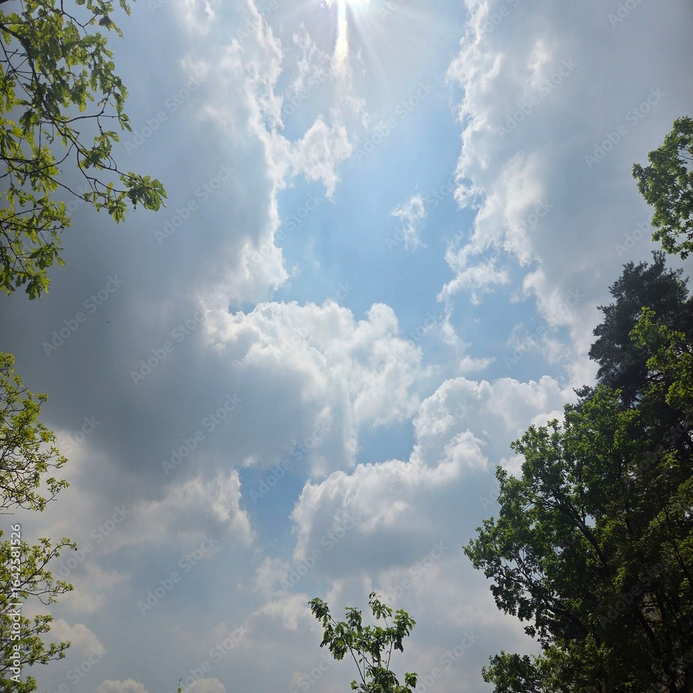 Obraz premium sky and tree