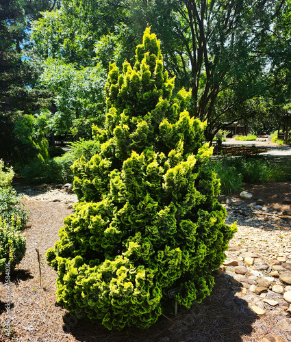 Chamaecyparis obtusa 'Sunspray' plant