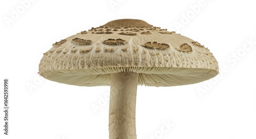 green-spored parasol mushroom with flat cap isolated on white background with detailed texture and natural features for botanical use