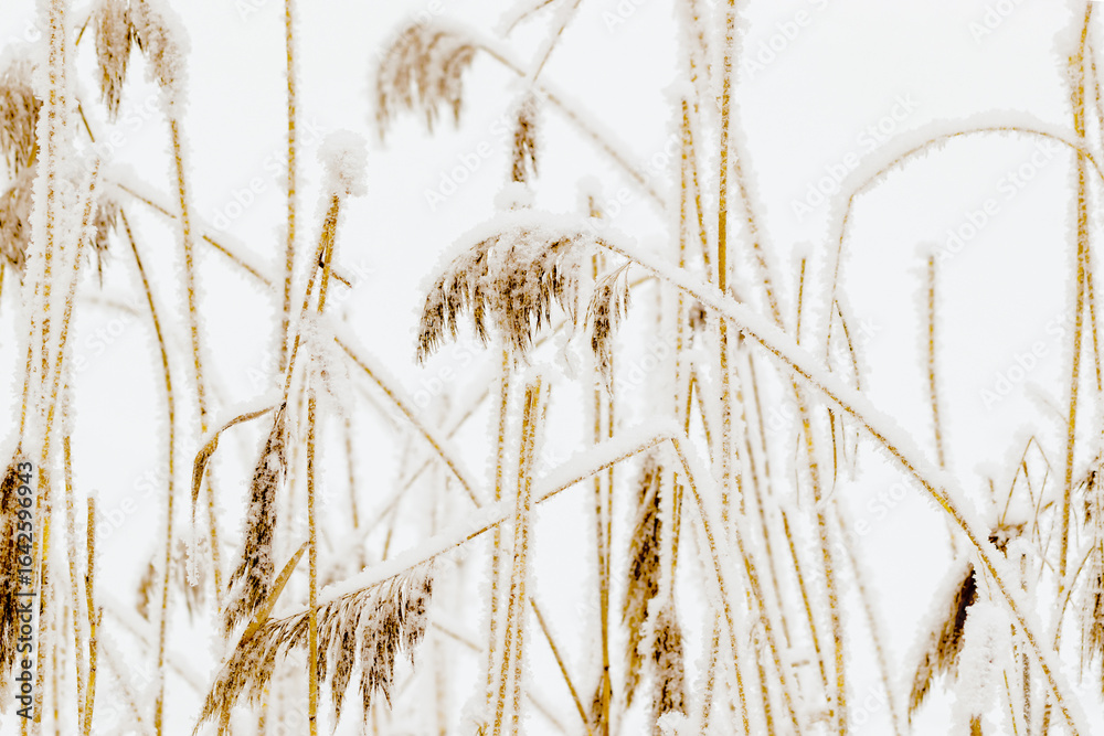 Fototapeta premium Snow-Covered plants in Winter Landscape, Close-up pampas grass as natural aesthetic pattern, minimalism in beauty of nature, frosty reeds in serene wintertime scenery, white beige bworn neutral tones
