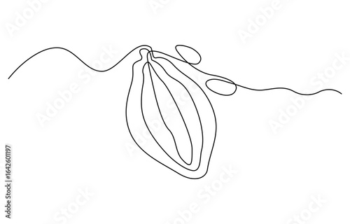 Cacao bean pod continuous one line drawing set. Outline cocoa plant icon collections isolated on a white background. Editable stroke. Vector illustration