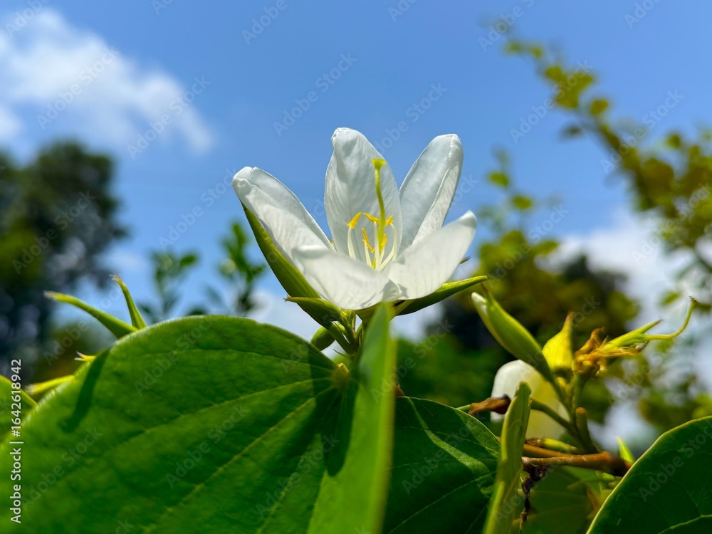 Obraz premium Single white orchid tree flower blooms against a beautiful blue sky with lush green foliage