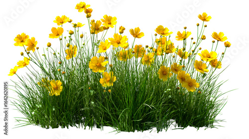 Fototapeta Naklejka Na Ścianę i Meble -  Cluster of yellow flowers with green grass stems on a transparent background