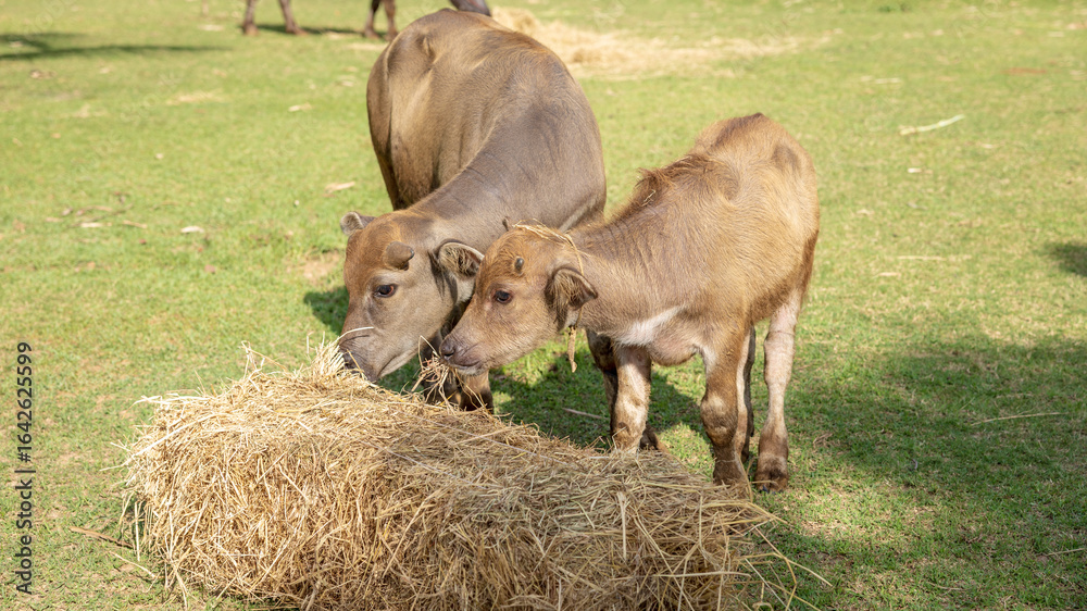 Fototapeta premium Cows feeding on hay in a sunny green pasture