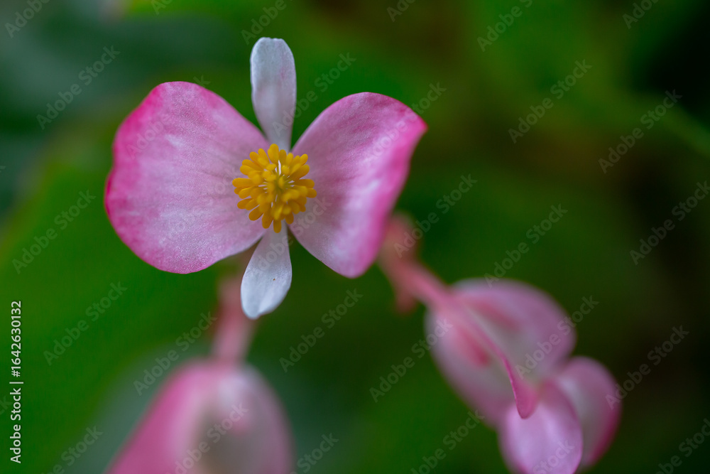De las bellezas del jardín de mi madre. De las bellezas del jardín de mi madre.