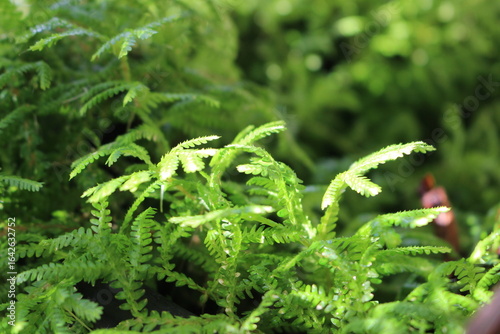A Close-Up Texture of Small Fern-like Plant with Soft Light