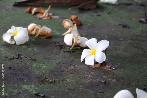 Fallen Frangipani Plumeria Petals on a Mossy Stone