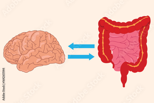 Medical diagram showing bidirectional communication between human brain and intestinal tract. eps 10