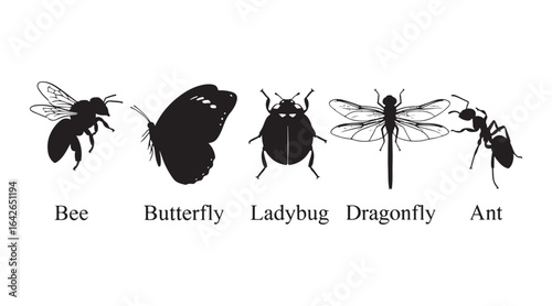 collection of different insects in silhouette, along with their names. simple to adjust


