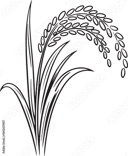 Detailed Rice Plant with Full Grain Heads Black Outline Hand-Drawn Line Drawing