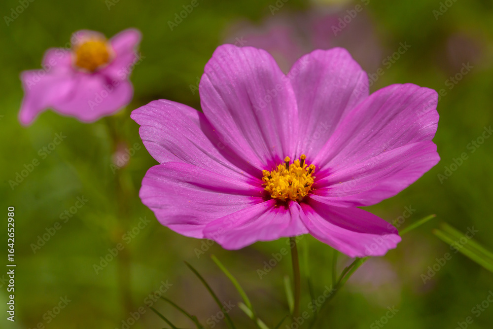 Fototapeta premium La belleza de nuestro mundo.