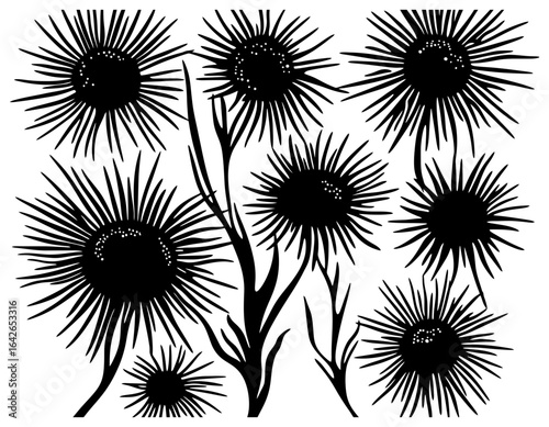 Silhouette of an Urchin Group Clustered