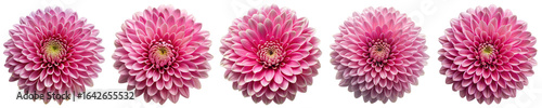 Pink Dahlia Flowers Row, Five Blooms Composition, Isolated on Transparent Background, Floral, Dahlia, Pink