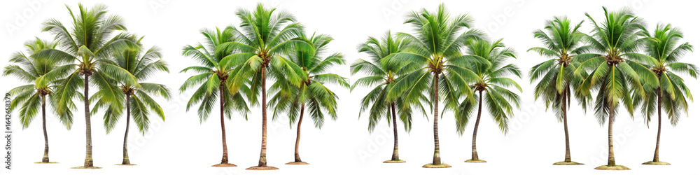 Fototapeta premium Row of Coconut Palm Trees, Isolated on Transparent Background, Tropical Vegetation, Digital Asset, Palm Trees, Coconut Grove, Tropical