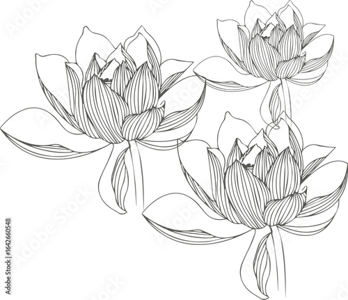 vector illustration of lily flower