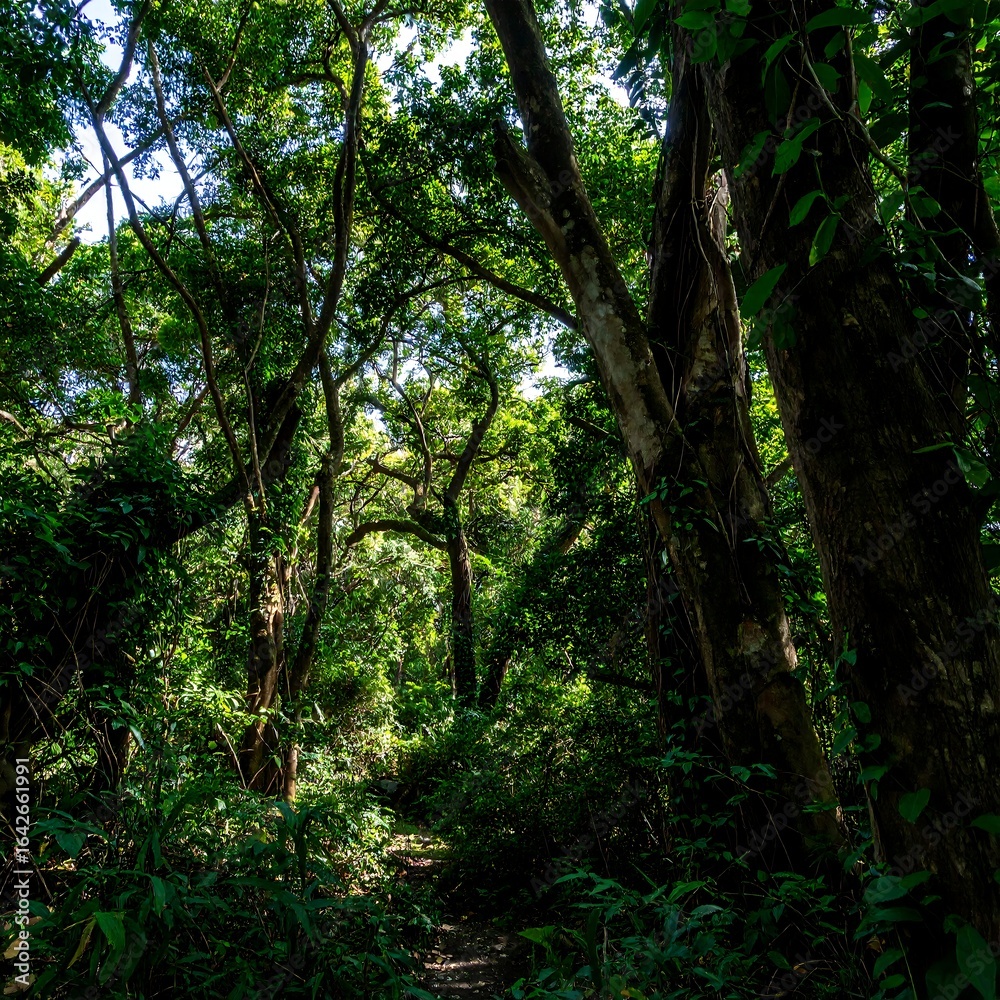 Fototapeta premium Lush tropical forest path