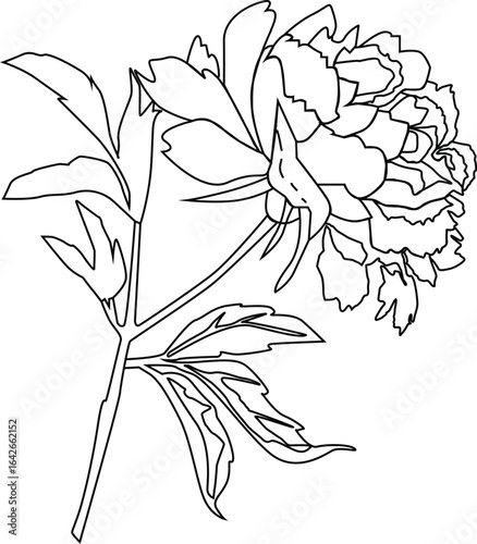 sketch of a flower rose