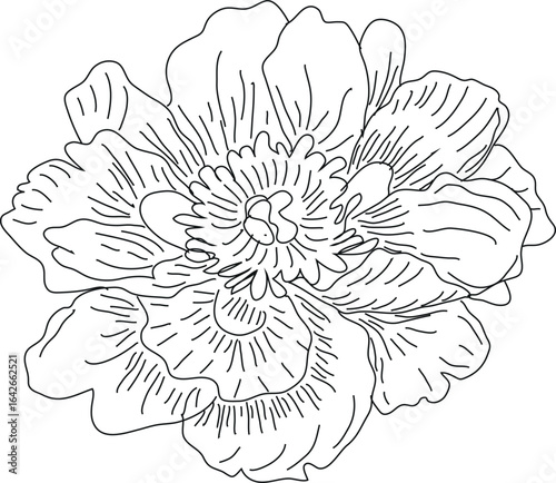 vector drawing of a rose