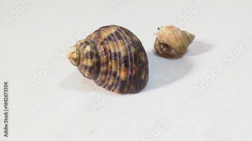 Close-Up of Marine Hermit Crab with Textured Shell
