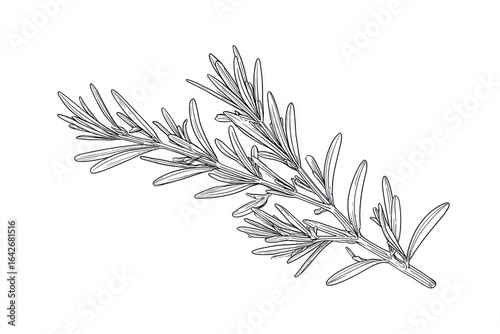 Detailed line art of a rosemary sprig with numerous slender leaves branching from the stem