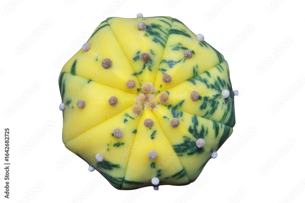 Naklejka premium Top view of Astrophytum asterias variegated cactus isolated on transparent background png file 