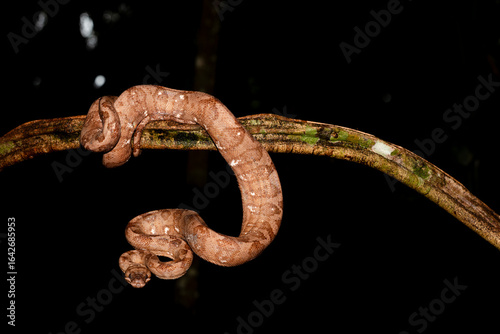 Ringed Tree Boa At Night  