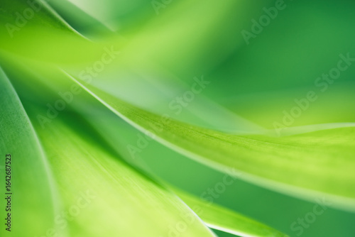 Nature of green leaf in garden at summer. Natural green leaves plants using as spring background cover page greenery environment ecology lime green wallpaper