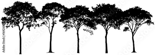 Teak tree silhouette drawing element