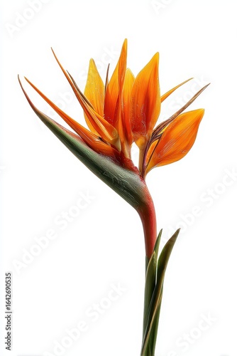 Bird of Paradise Flower: Vivid Orange Blooms on White Background
