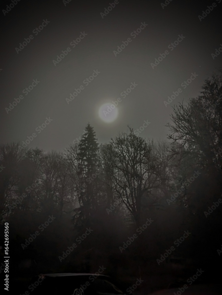 Fototapeta premium night in the forest