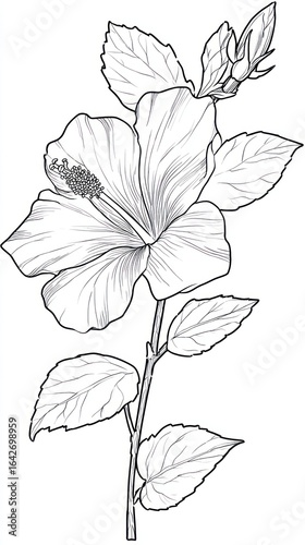 Line art depiction of hibiscus flower, leaves, and stem, monochrome on white background