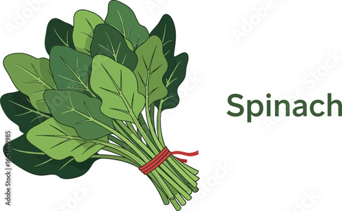 A vibrant bunch of fresh spinach, showcasing its lush green leaves and delicate texture, symbolizing health, vitality, and essence of natural goodness