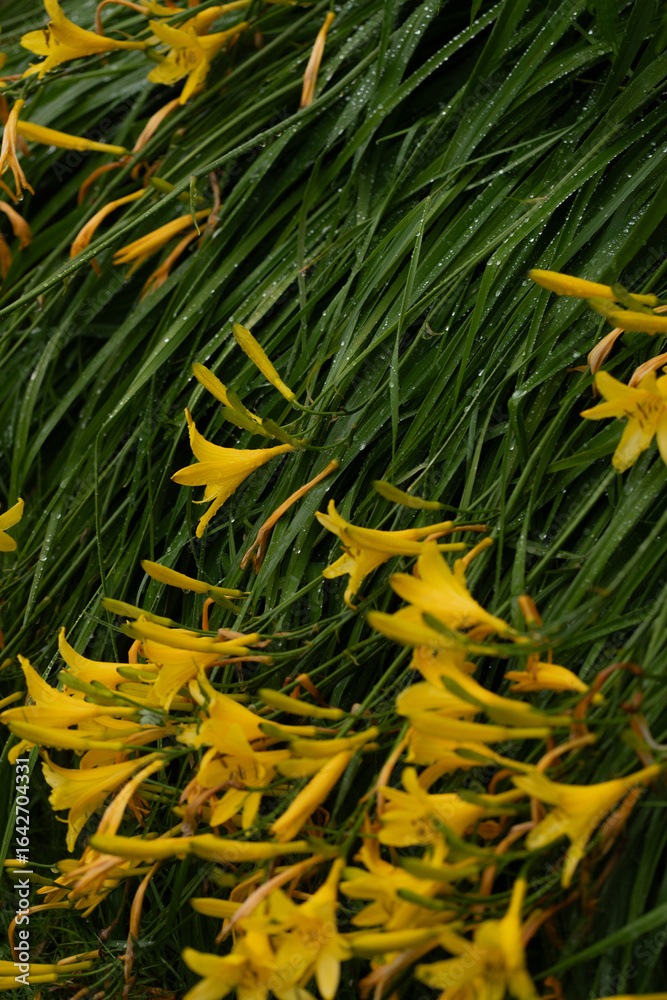 Wet yellow flowers Wet yellow flowers