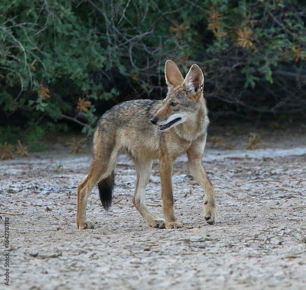 Naklejka premium Juvenile Coyote 