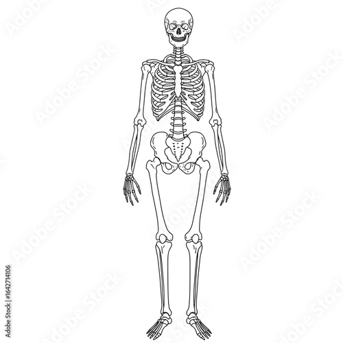Anatomical illustration of a complete human skeleton standing upright