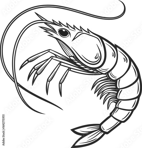 Detailed Line Art Depiction of a Shrimp with Curving Antennae and Segmented Body Design for Culinary or Zoological Themes