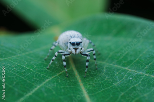 Close-up View of a Jumping Spider on a Green Leaf