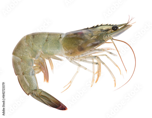 Fresh Raw Whiteleg Shrimp Isolated on Transparent Background PNG