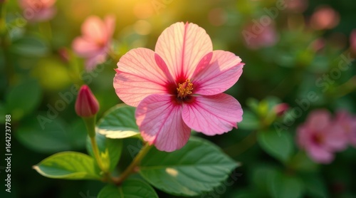 A delicate pink blossom bathed in the warm glow of sunset, its petals unfurling in a vibrant display of natural beauty, a single bud hinting at more blooms to come.
