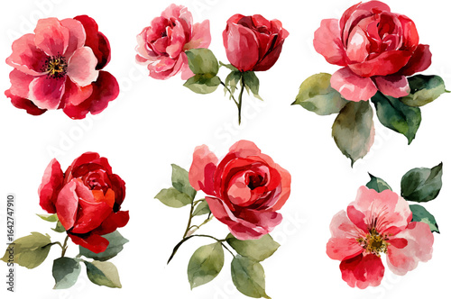 set of red roses isolated