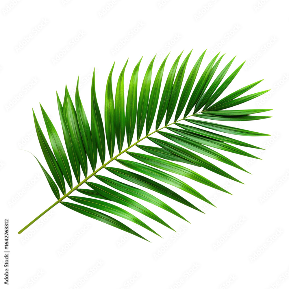 Fototapeta premium tropical green palm leaf tree isolated on transparent background with fresh vibrant fronds