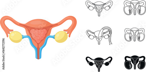Female reproductive system anatomy diagram illustration