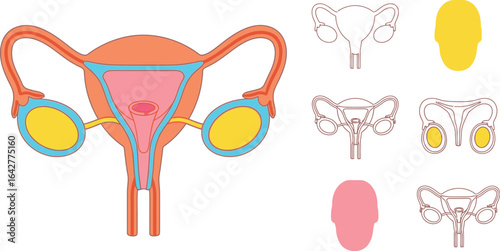 Uterus and ovaries diagram female reproductive system anatomy