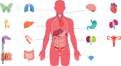 Human body organs diagram for medical and educational use
