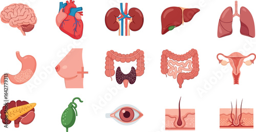 Human anatomy organs medical illustration health science