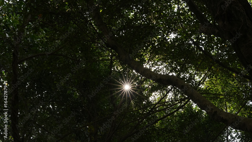 Obraz premium Sunlight filtering through a dense canopy of green leaves and tree branches in a forest. The sun creates a starburst effect, with distinct rays radiating outwards, illuminating parts of the foliage.