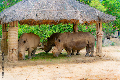 A rhinoceros in the zoo.

Vinpearl Amusement Park in Vietnam, near Nha Trang city.  Vinwonders. 