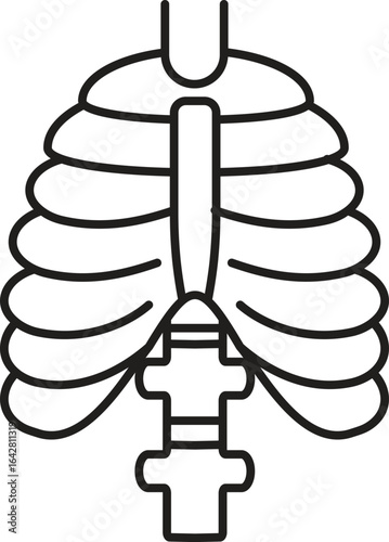 Human ribcage icon, clean vector line art for anatomy, medical, healthcare, biology, skeletal system, thoracic cavity, and science illustration, with transparent background