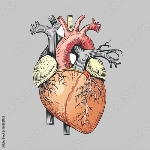 A retro vector anatomy chart of the human heart with labelled arteries and chambers.