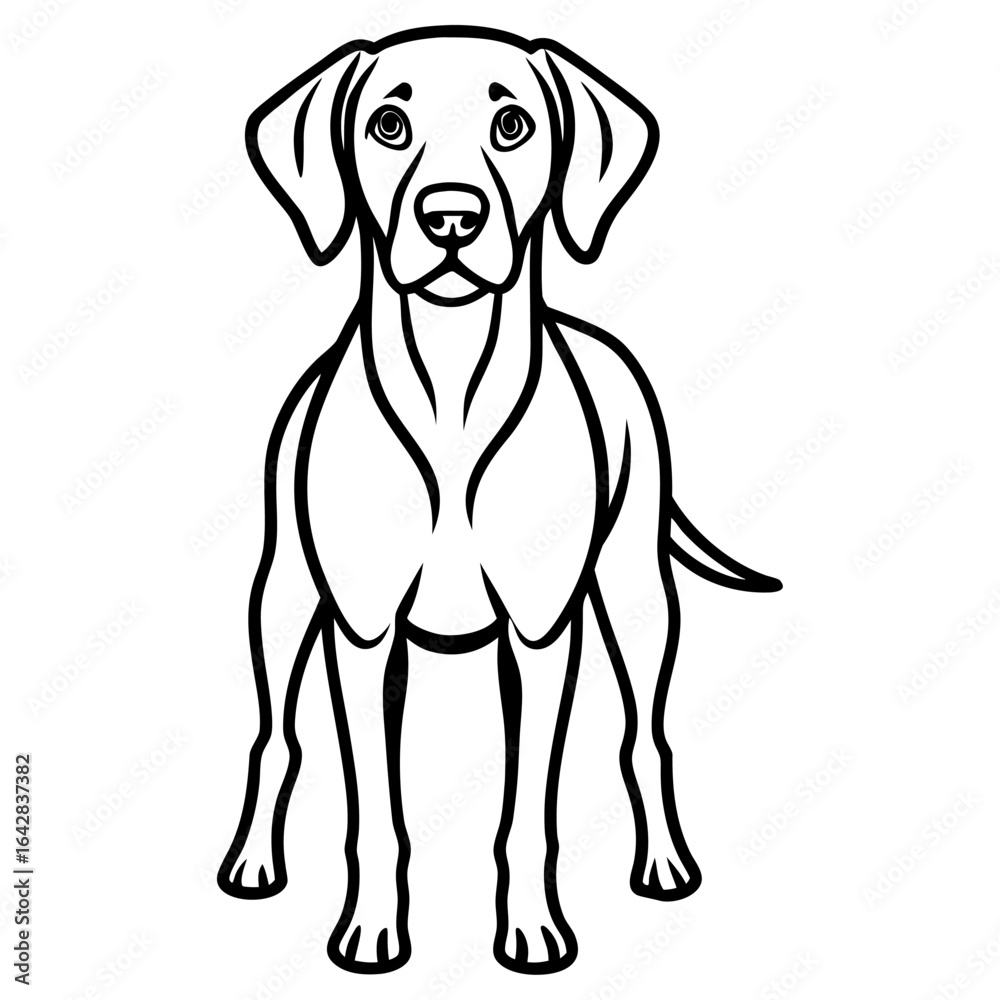 Fototapeta premium Vizsla dog standing, isolated on white background